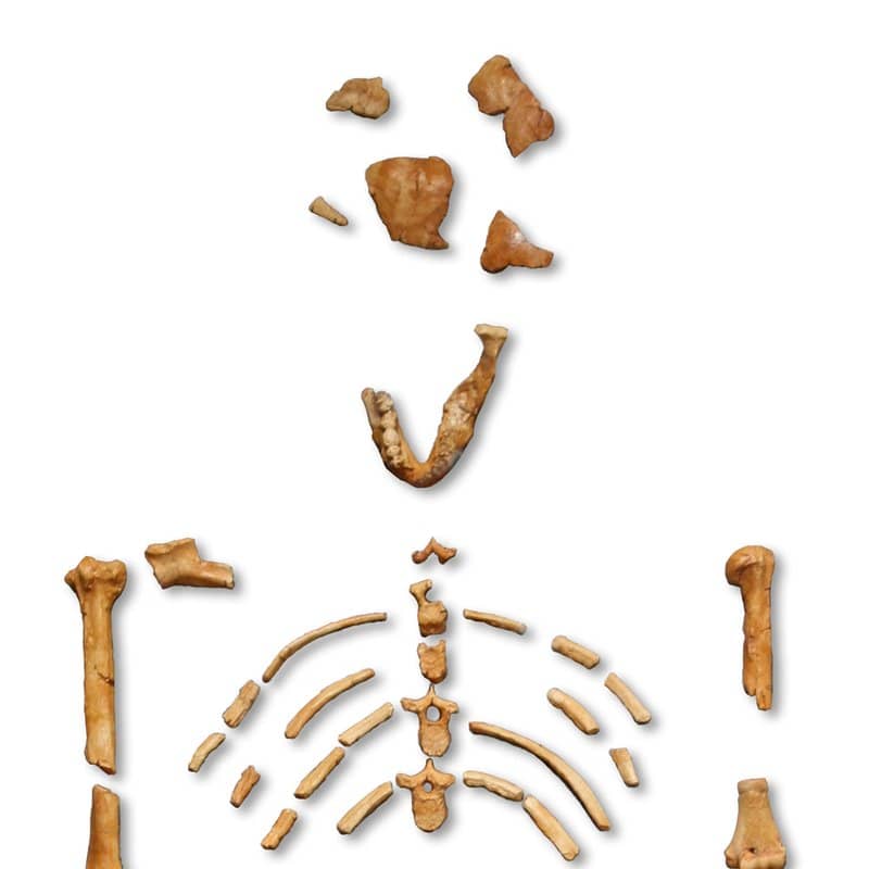 "Lucy" (Australopithecus afarensis)